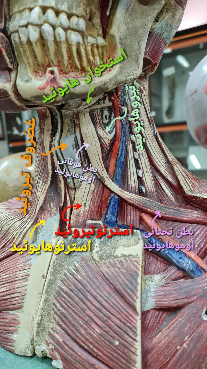 عملی ۲ بهمن ۱۴۰۴